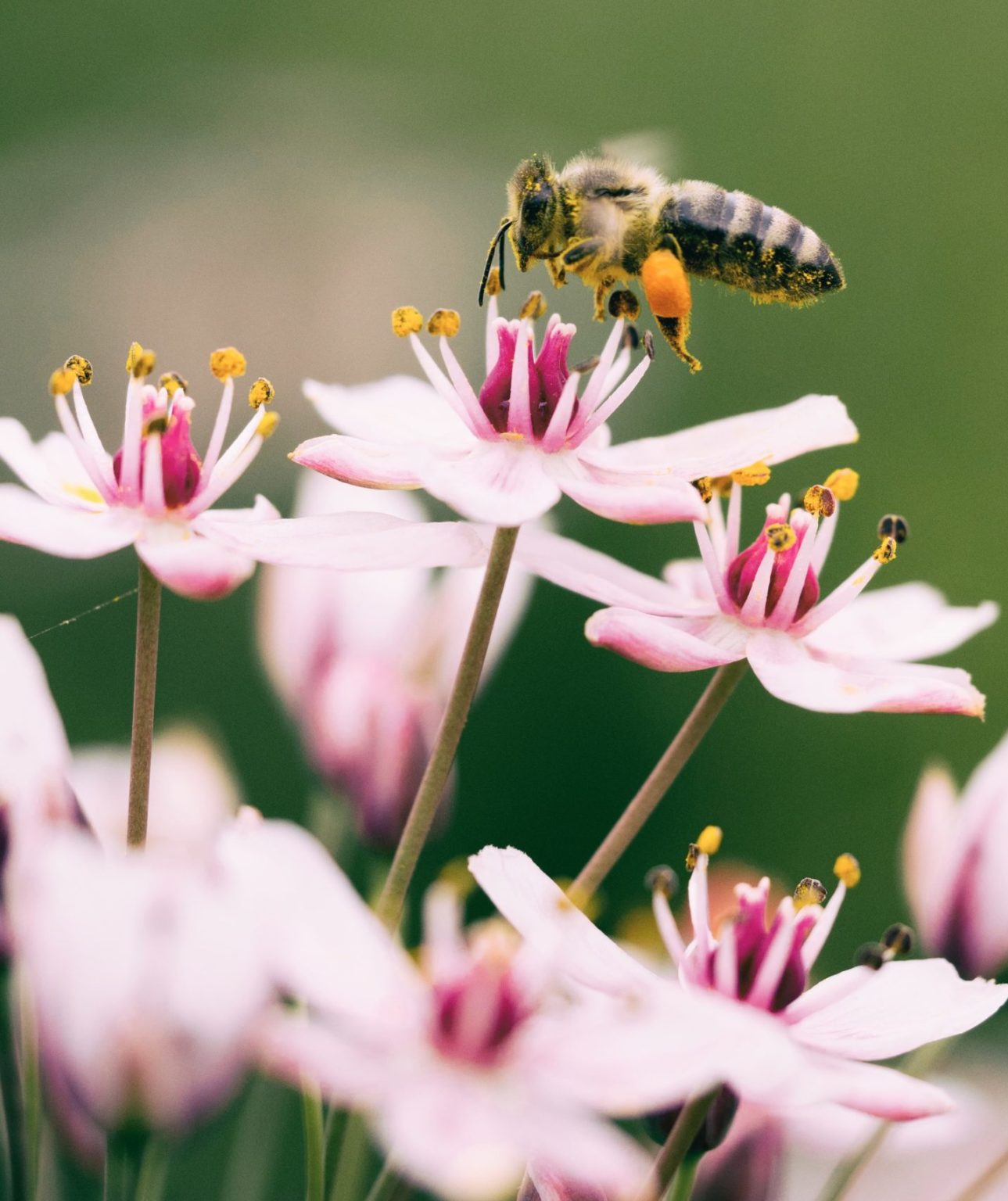 A BEE COLLECTS POLLEN? HOW? WHY?